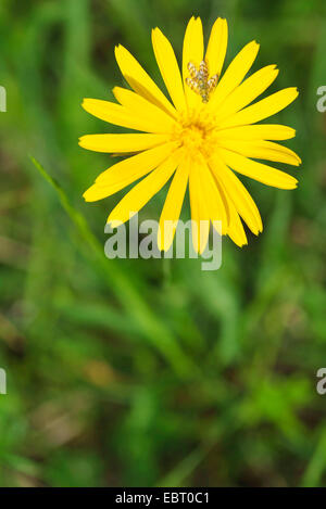 Goet Oriental's Beart, Jack-Go To-Bed At-Noon--(Tragopogon pratensis subsp. orientalis, Tragopogon orientalis), avec fleurs, insectes, Bavière, Allemagne Oberbayern, Haute-Bavière, Murnauer Moos Banque D'Images