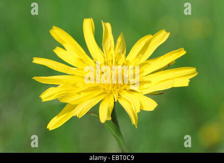 Goet Oriental's Beart, Jack-Go To-Bed At-Noon--(Tragopogon pratensis subsp. orientalis, Tragopogon orientalis), fleur, Allemagne, Bavière, Oberbayern, Haute-Bavière, Murnauer Moos Banque D'Images