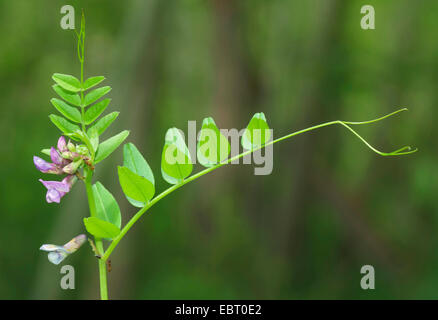 La vesce (Vicia sepium bush), la floraison, Allemagne, Bavière, Oberbayern, Haute-Bavière Banque D'Images