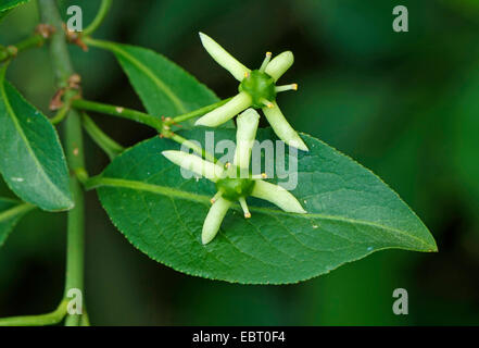 La fusée européenne-tree (Euonymus europaea, Euonymus europaeus), fleurs, Allemagne, Bavière, Oberbayern, Haute-Bavière Banque D'Images