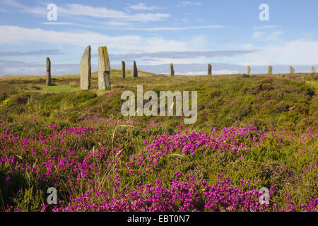 Anneau du néolithique henge Shetlands , Royaume-Uni, Ecosse, Orcades, Orkney Mainland Banque D'Images