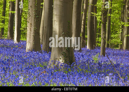 Bluebell atlantique (Hyacinthoides non-scripta, Endymion non-scriptus, Scilla non-scripta), le ressort avec la forêt atlantique fleurs jacinthes, Belgique, Hallerbos Banque D'Images