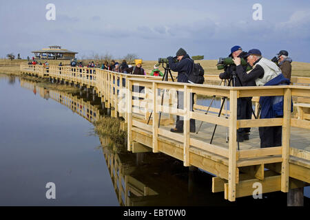 Grue cendrée (Grus grus), les visiteurs du centre d'accueil des zones humides au lac Hornborga durant la migration de printemps des grues, la Suède, l'Hornborga Banque D'Images