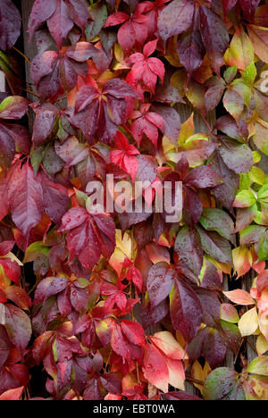 Virginia creeper, Woodbine berry (Parthenocissus quinquefolia var. engelmannii), feuilles à l'automne Banque D'Images