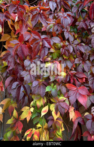 Virginia creeper, Woodbine berry (Parthenocissus quinquefolia var. engelmannii), feuilles à l'automne Banque D'Images