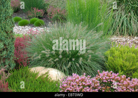 (Pennisetum alopecuroides herbe fontaine 'Hameln', Pennisetum alopecuroides Hameln), le cultivar Hameln avec Heath Banque D'Images