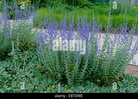 Perovskia abrotanoides (sage russe 'Little Spire', Perovskia abrotanoides peu Spire), le cultivar peu spire Banque D'Images