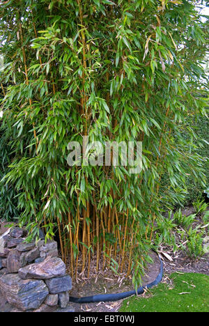 Bambou (Phyllostachys aureosulcata 'Aureocaulis Phyllostachys aureosulcata Aureocaulis,'), le cultivar Aureocaulis Banque D'Images