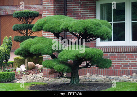 Le pin noir, le pin tordu, port pin (Pinus contorta), topiary Banque D'Images