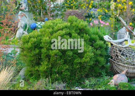 Pin de Bosnie, pin (Pinus heldreichii Palebark midtii «', Pinus heldreichii Smidtii), le cultivar Smidtii Banque D'Images