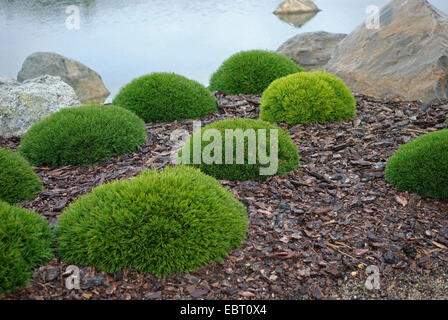 Le pin mugo, pin (Pinus mugo pumilio, Pinus mugo var. pumilio), topiary Banque D'Images