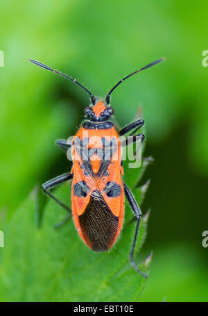 Fire bug (Corizus hyoscyami), assis sur une feuille, Allemagne, Bavière, Oberbayern, Haute-Bavière Banque D'Images