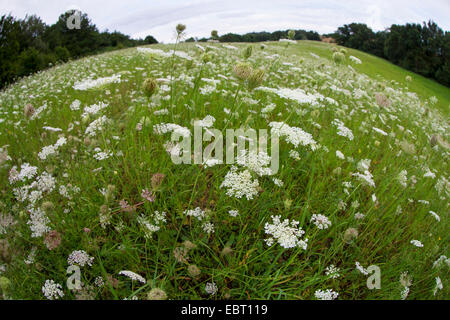 Queen Anne's lace, la carotte sauvage (Daucus carota), dans un pré en fleurs, Allemagne Banque D'Images