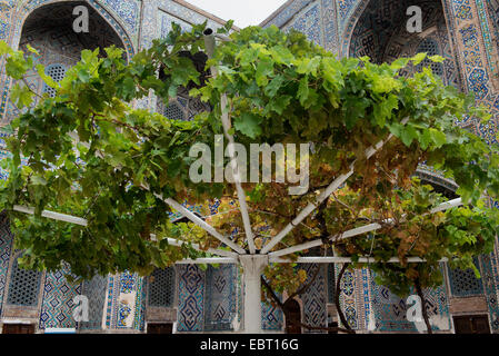 Stock de vin dans la cour de Sherdor Madrassa à la place du Registan, Samarkand, Ouzbékistan, Asie, site du patrimoine mondial de l'UNESCO Banque D'Images