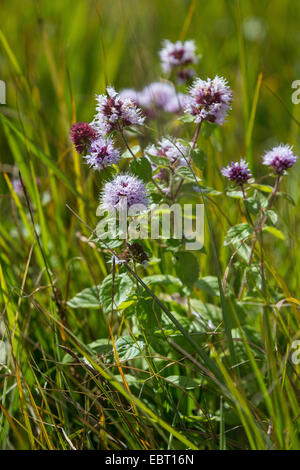 L'eau sauvage, Eau de menthe, menthe (Mentha aquatica menthe à cheval), l'inflorescence, Allemagne, Bavière, Viehlassmoos Banque D'Images