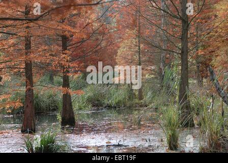 Baldcypress (Taxodium distichum), dans un lac dans un étang Banque D'Images