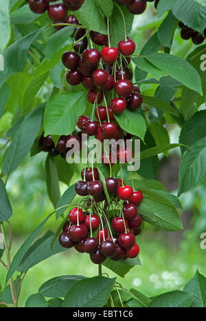 Cherry Tree, Sweet cherry (Prunus avium '' Namati, Prunus avium Namati), le cultivar Namati, les cerises sur un arbre Banque D'Images