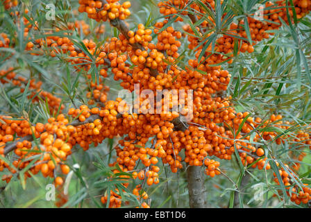 Argousier (Hippophae rhamnoides commune Orange 'Energy', Hippophae rhamnoides) Énergie Orange Orange, l'énergie, le cultivar branches avec des fruits Banque D'Images