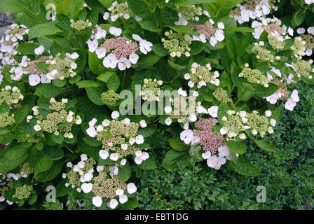 Hortensia jardin dentelle, cap hortensia (Hydrangea macrophylla 'libelle', Hydrangea macrophylla Libelle), le cultivar Libelle Banque D'Images