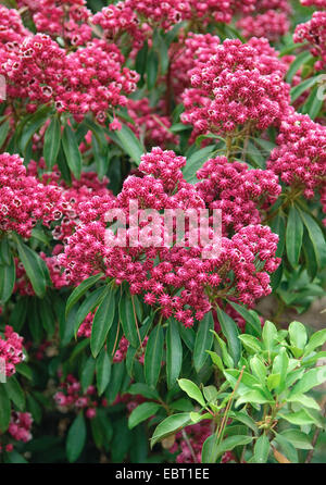 Mountain laurel (Kalmia latifolia 'Kaleidoscope', Kalmia latifolia) Kaléidoscope Kaléidoscope, le cultivar, blooming Banque D'Images