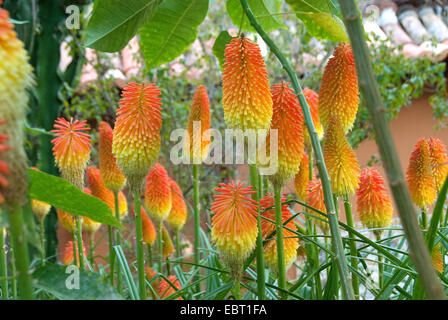 Lily torche, red-hot poker (Kniphofia uvaria Tritoma uvaria,), blooming Banque D'Images