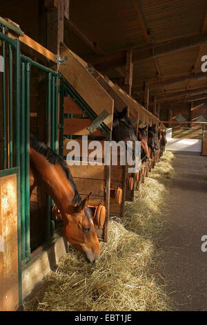 Chevaux dans une écurie et d'alimentation le foin, Allemagne Banque D'Images