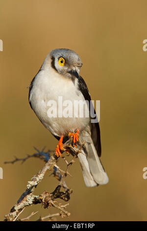 Longues observées (Prionops plumata casque migratrice), assis sur une branc, Afrique du Sud, le Parc National de Hluhluwe-Umfolozi Banque D'Images