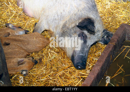 Cochon laineux (Sus scrofa domestica), f. de truies et de porcelets de dormir dans l'étable Banque D'Images