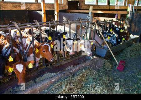 Les bovins domestiques (Bos primigenius f. taurus), les jeunes animaux dans l'étable, l'Allemagne, Schleswig-Holstein Banque D'Images