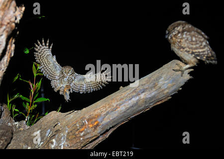 Chouette chevêche (Athene noctua), approche d'une branche avec une souris avec squeeker dans une griffe, l'Allemagne, en Rhénanie du Nord-Westphalie, Langenberg Banque D'Images
