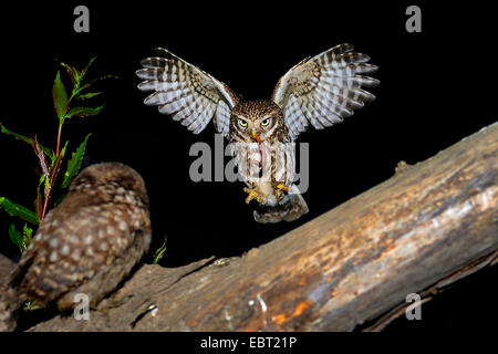 Chouette chevêche (Athene noctua), approche d'une branche avec un ver avec squeeker dans une griffe, l'Allemagne, en Rhénanie du Nord-Westphalie, Langenberg Banque D'Images