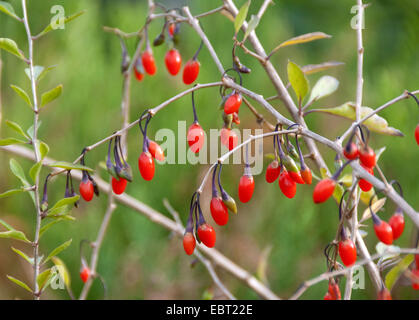 Commun, wolfberry chinois mariage vigne, Le Goji (Lycium barbarum 'Sweet' Lifeberry Lifeberry, le Lycium barbarum Sweet), le cultivar Sweet, Lifeberry avec fruits Banque D'Images