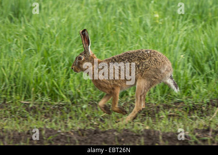Lièvre européen, lièvre Brun (Lepus europaeus), à travers un champ, l'Allemagne, la Bavière Banque D'Images