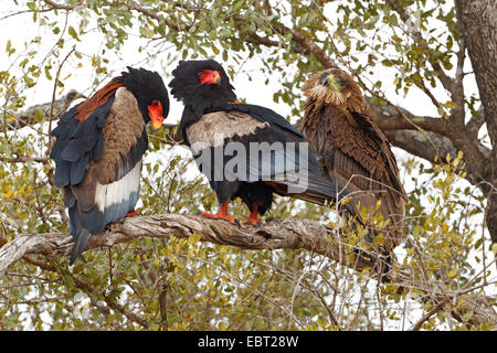 Bateleur, aigle Bateleur (Terathopius ecaudatus), deux copies types et noirs communs un brun plus rares l'un assis ensemble sur un arbre, Afrique du Sud, le Parc national Krueger Banque D'Images