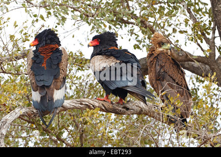 Bateleur, aigle Bateleur (Terathopius ecaudatus), deux copies types et noirs communs un brun plus rares l'un assis ensemble sur un arbre, Afrique du Sud, le Parc national Krueger Banque D'Images