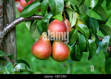 Poirier commun (Pyrus communis 'Dicolor', Pyrus communis Dicolor), le cultivar discolor, les poires sur un arbre Banque D'Images