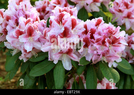 Rhododendron (RHODODENDRON Rhododendron 'Belami', cultivar Belami Belami), Banque D'Images