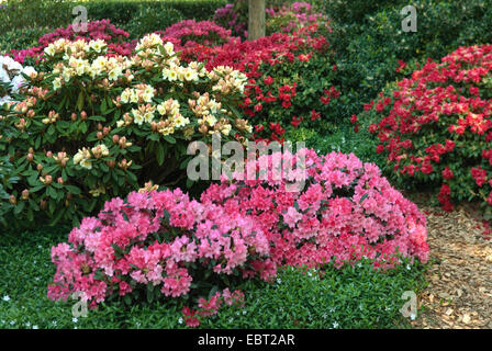 Rhododendron (Rhododendron spec.), différentes variétés de rhododendrons dans un parc Banque D'Images