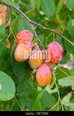 Prunier européen (Prunus domestica 'Tipala', Prunus domestica Tipala), prunes sur un arbre, le cultivar Tipala Banque D'Images