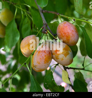 Prunier européen (Prunus domestica 'Tipala', Prunus domestica Tipala), prunes sur un arbre, le cultivar Tipala Banque D'Images