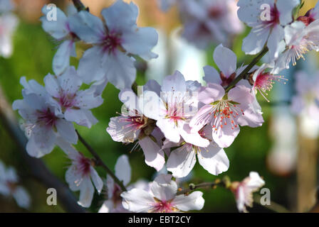 Amande (Prunus dulcis), fleurs Banque D'Images