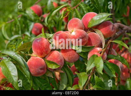 Pêche (Prunus persica 'South Haven', Prunus persica South Haven), le cultivar South Haven, les pêches sur un arbre Banque D'Images