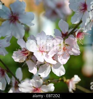 Amande (Prunus dulcis), fleurs Banque D'Images