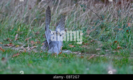 L'Autour des palombes (Accipiter gentilis), femelle adulte attraper un lapin au bord d'un pré, Allemagne, Bade-Wurtemberg Banque D'Images