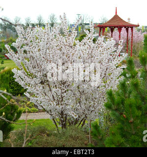 Alpin japonais cerisier (Prunus nipponica 'Brillant', Prunus nipponica brillant), le cultivar standard Banque D'Images