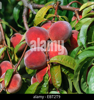 Pêche (Prunus persica 'Red Haven', Prunus persica Red Haven), le cultivar Red Haven, les pêches sur un arbre Banque D'Images