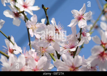 Amande (Prunus dulcis), fleurs Banque D'Images