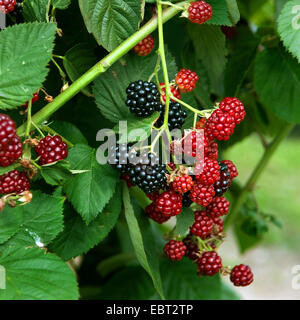 Blackberry (Rubus fruticosus 'Chester' sans épines, Rubus fruticosus) sans épines Chester, Chester cultivar sans épine Banque D'Images