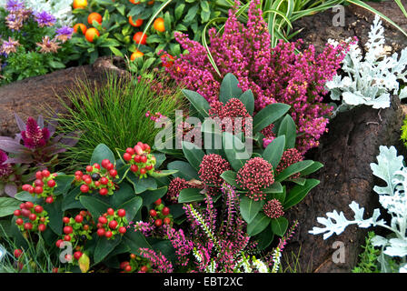 (Skimmia japonica Skimmia japonais 'Rubella', Skimmia japonica), de la rubéole La rubéole cultivar avec d'autres plantes d'automne Banque D'Images