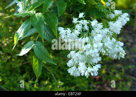 Colchis bladdernut Bladdernut (Staphylea colchica,), blooming Banque D'Images